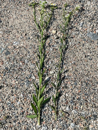 Fleabane — Bild 3