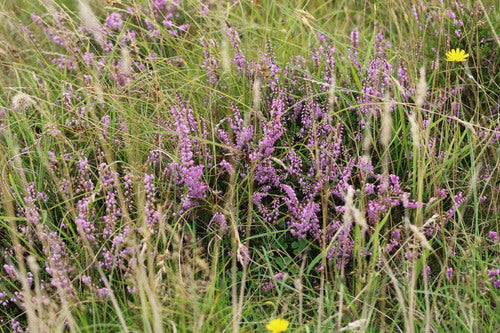Wrzos miotlasty — Bild 4