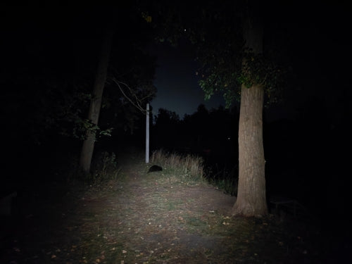 bóbr — Bild 1