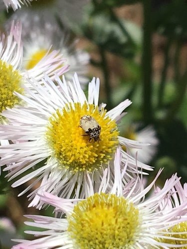 Chrząszcze kwiatowe Beavernelle — Bild 4