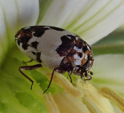 Chrząszcze kwiatowe Beavernelle — Bild 2