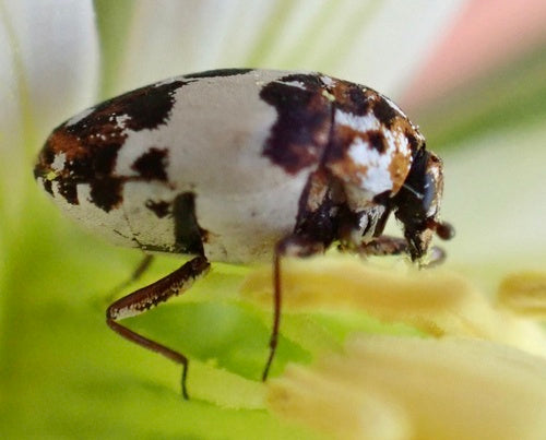 Chrząszcze kwiatowe Beavernelle — Bild 3