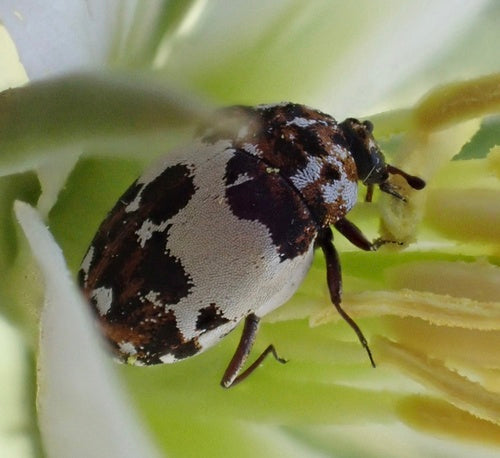 Chrząszcze kwiatowe Beavernelle — Bild 1