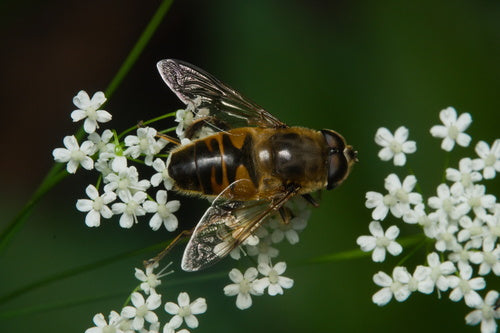 Bzygowata pszczoła — Bild 5