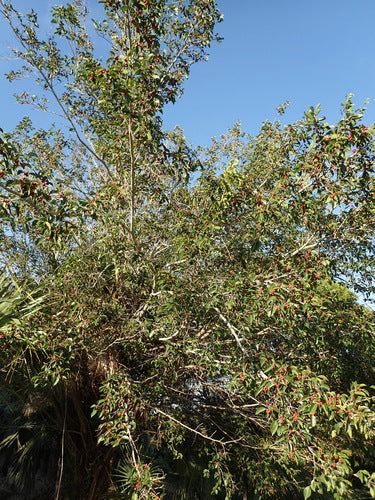 brzoza fig — Bild 3