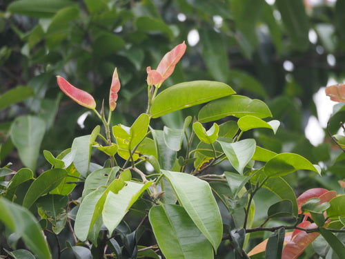 brzoza fig — Bild 5