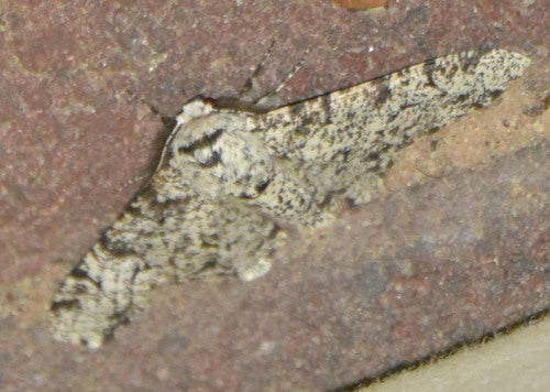 Ćma pieprzowa — Bild 2