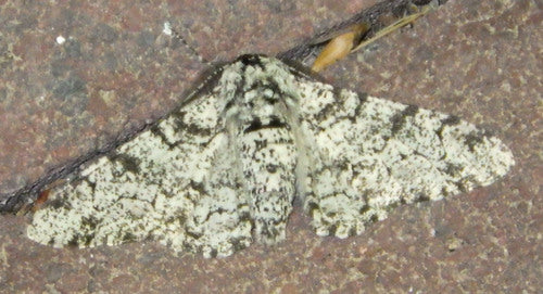 Ćma pieprzowa — Bild 5