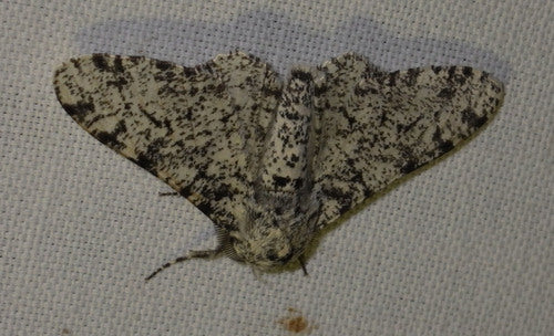 Ćma pieprzowa — Bild 4