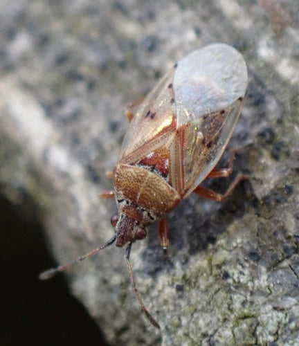 Błąd brzozowy — Bild 5
