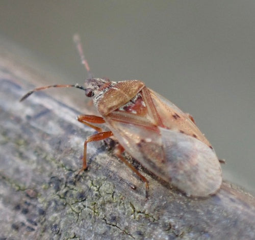 Błąd brzozowy — Bild 4
