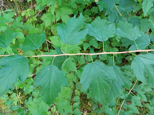 Dźwigar pęcherza — Bild 5