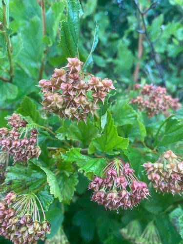 Dźwigar pęcherza — Bild 4