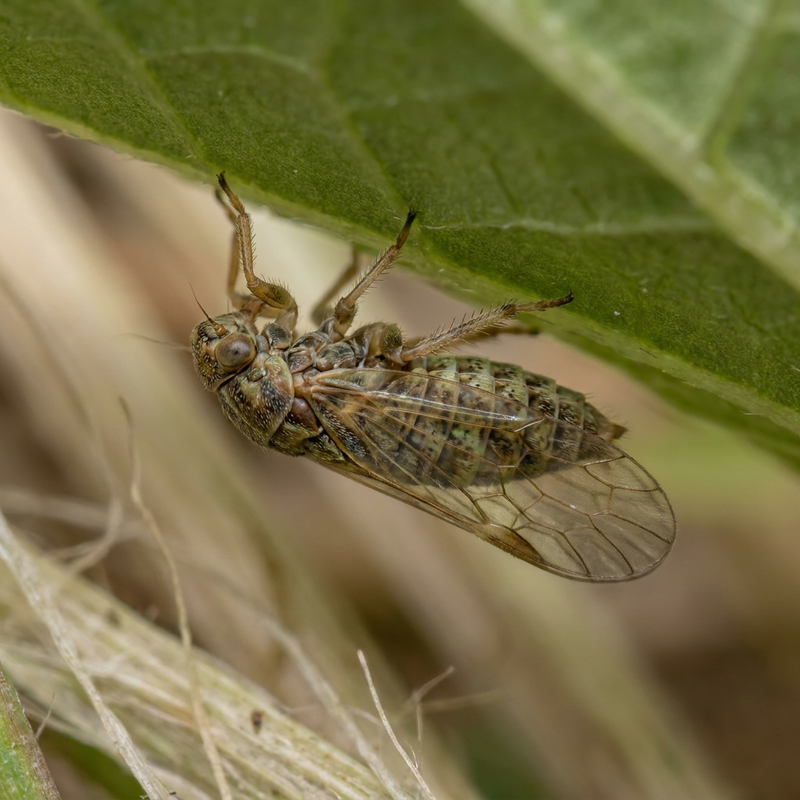 psyllid