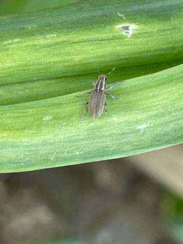 Chrząszcz krawędziowy liścia — Bild 5