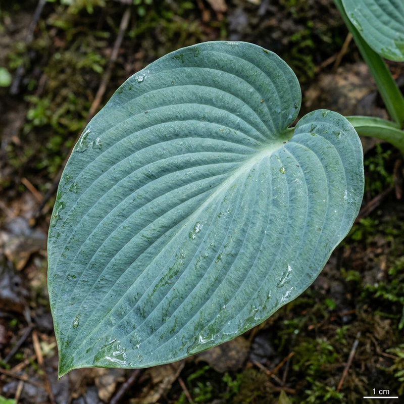 Niebieska hosta