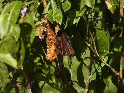 Niebieski motyl morpho — Bild 5