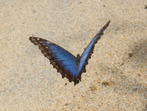 Niebieski motyl morpho — Bild 4