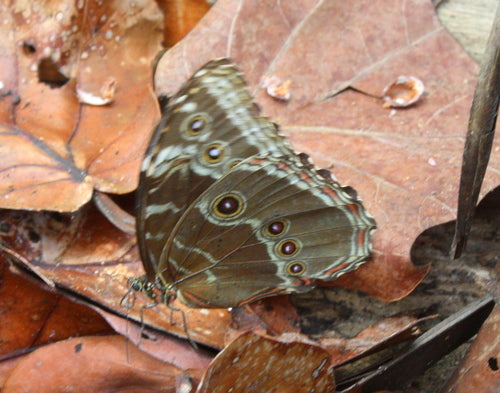 Niebieski motyl morpho — Bild 3
