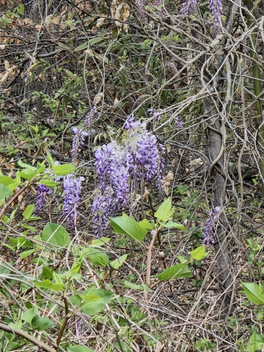 Glicynia — Bild 2