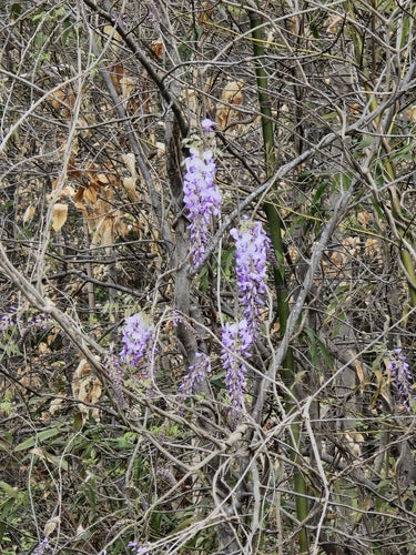 Glicynia — Bild 1