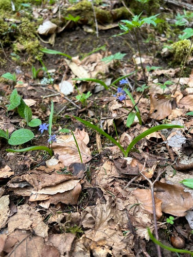 Błękitna Gwiazda — Bild 3