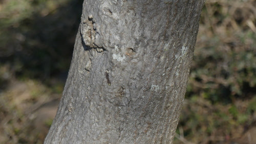 Drzewo ołówkowe — Bild 4