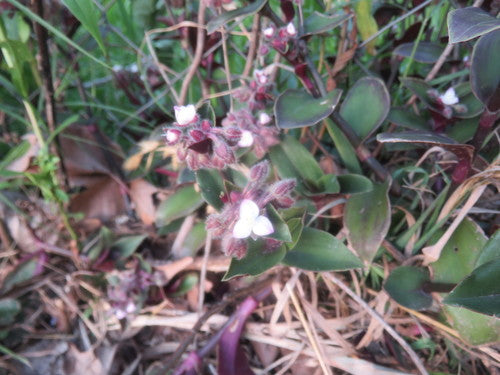 Kwiat trzech mistrzów Blossfelda — Bild 2