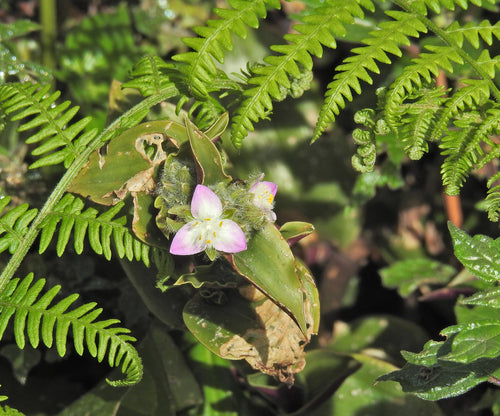 Kwiat trzech mistrzów Blossfelda — Bild 1