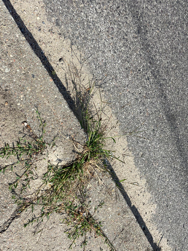 Proso krwiste — Bild 2