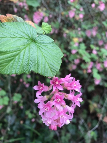 Krwawa porzeczka — Bild 3