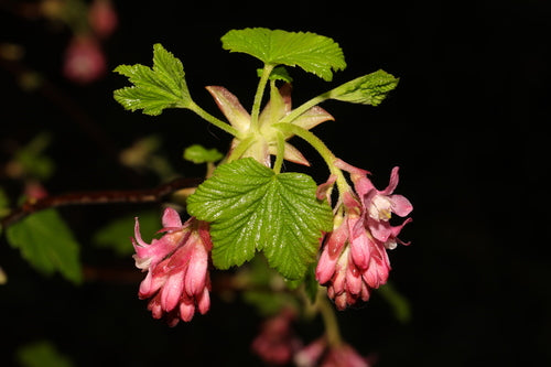 Krwawa porzeczka — Bild 2