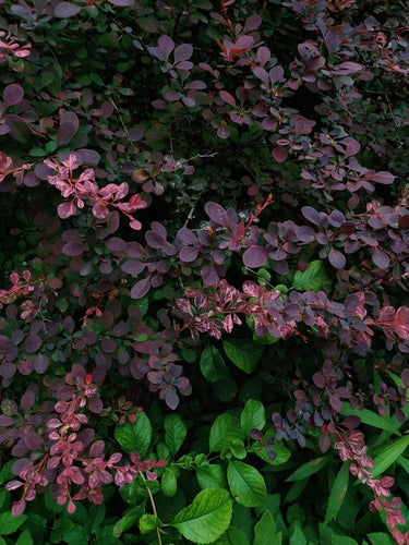 Krwawy berberys — Bild 5