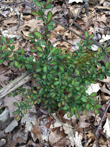 Krwawy berberys — Bild 3
