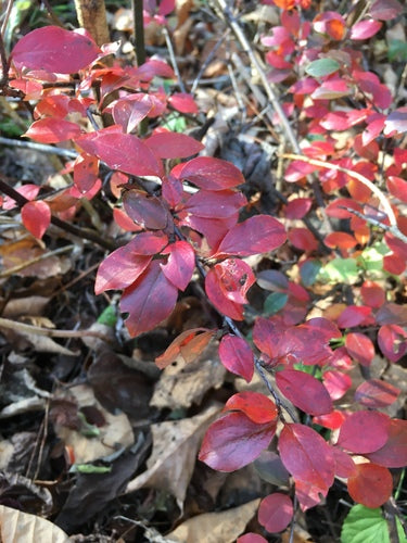Krwawy berberys — Bild 2