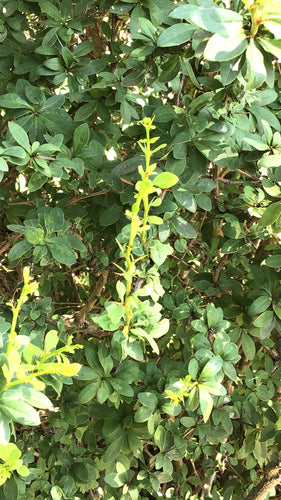 Krwawy berberys — Bild 4
