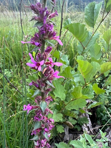 Krwawnica — Bild 5