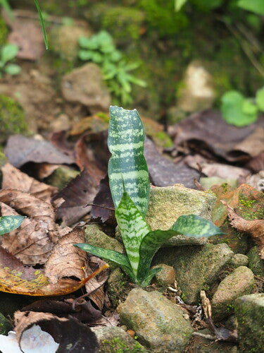 Łuk konopi - Bild 5