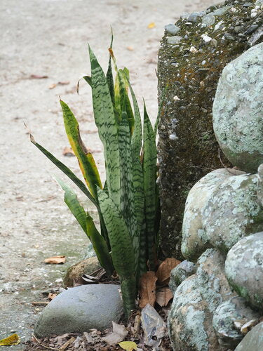 Łuk konopi - Bild 2