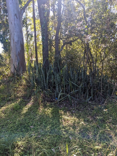 Łuk konopi - Bild 1