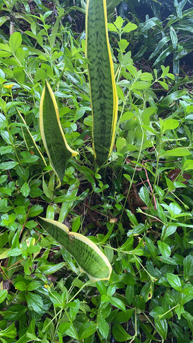 Łuk konopi - Bild 3