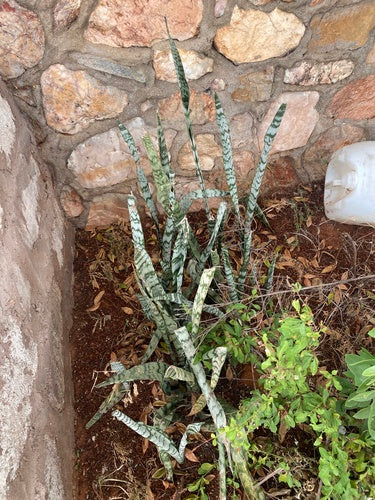 Łuk konopi - Bild 4