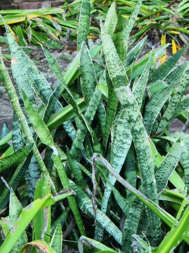 Łuk konopi - Bild 8