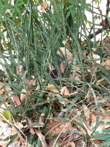 Łuk konopi - Bild 7