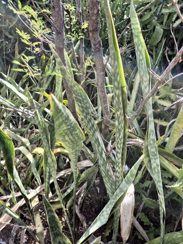 Łuk konopi - Bild 6