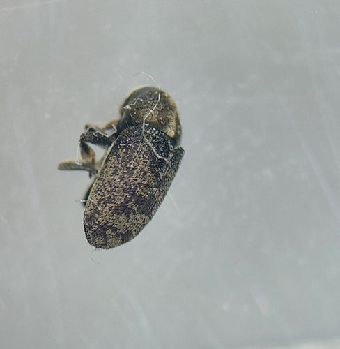 Kornik Scolytina — Bild 1