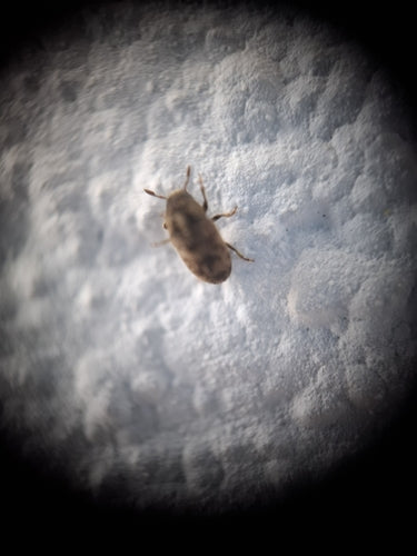 Kornik Scolytina — Bild 3