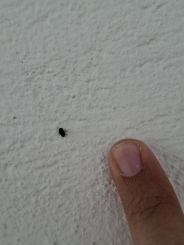 Kornik Scolytina — Bild 2