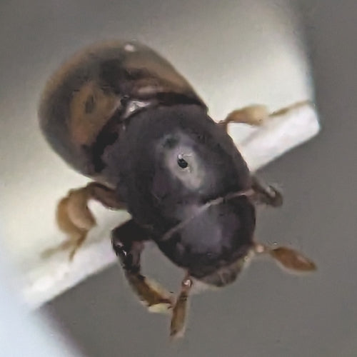 Borkenkäfer - Bild 6