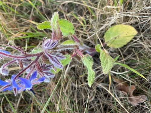 Ogórecznik — Bild 2